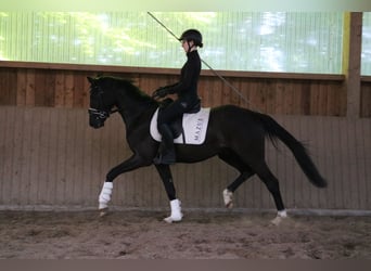Westphalian, Gelding, 3 years, 15,2 hh, Black