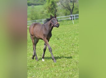 Westphalian, Gelding, 3 years, 15,2 hh, Smoky-Black