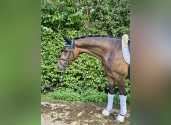 Westphalian, Gelding, 3 years, 16,1 hh, Bay-Dark