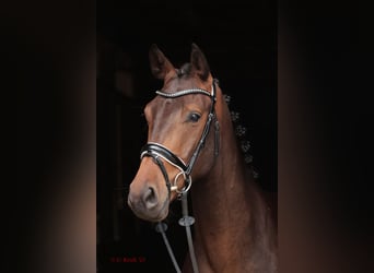 Westphalian, Gelding, 3 years, 16.1 hh, Bay-Dark