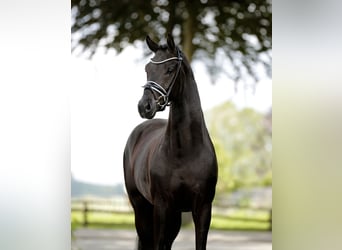 Westphalian, Gelding, 3 years, 16.1 hh, Black