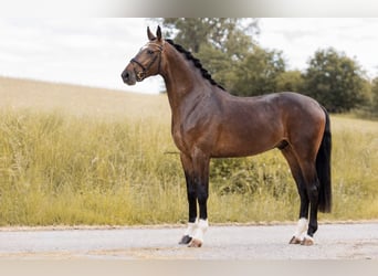 Westphalian, Gelding, 3 years, 16.1 hh, Brown