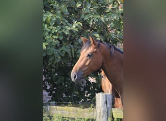 Westphalian, Gelding, 3 years, 16,1 hh, Brown