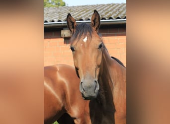 Westphalian, Gelding, 3 years, 16,1 hh, Brown