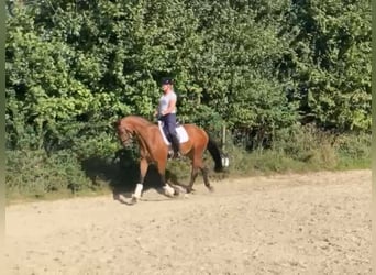 Westphalian, Gelding, 3 years, 16,1 hh, Brown