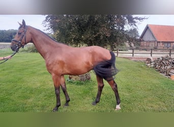 Westphalian, Gelding, 3 years, 16,1 hh, Brown