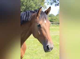 Westphalian, Gelding, 3 years, 16,1 hh, Brown