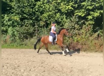 Westphalian, Gelding, 3 years, 16,1 hh, Brown