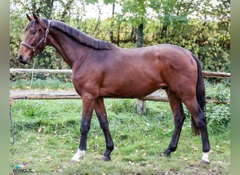 Westphalian, Gelding, 3 years, 16,1 hh, Brown