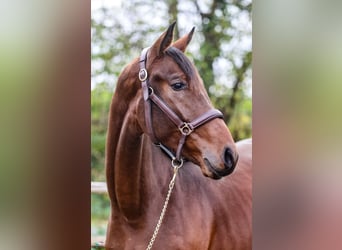 Westphalian, Gelding, 3 years, 16,1 hh, Brown