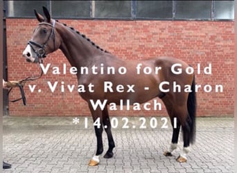 Westphalian, Gelding, 3 years, 16.1 hh, Brown