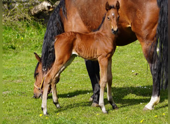 Westphalian, Gelding, 3 years, 16,1 hh, Brown