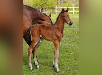 Westphalian, Gelding, 3 years, 16,1 hh, Brown