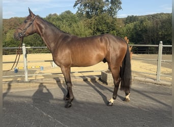 Westphalian, Gelding, 3 years, 16.1 hh, Brown