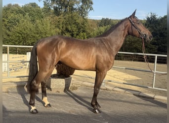 Westphalian, Gelding, 3 years, 16.1 hh, Brown