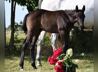 Westphalian, Gelding, 3 years, 16.1 hh, Can be white Westphalian, Gelding, 3 years, 16.1 hh, Can be white