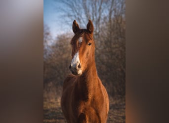 Westphalian, Gelding, 3 years, 16.1 hh, Chestnut-Red