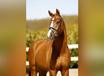Westphalian, Gelding, 3 years, 16.1 hh, Chestnut-Red