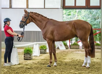 Westphalian, Gelding, 3 years, 16.1 hh, Chestnut-Red
