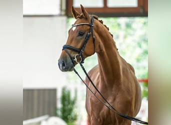 Westphalian, Gelding, 3 years, 16.1 hh, Chestnut-Red