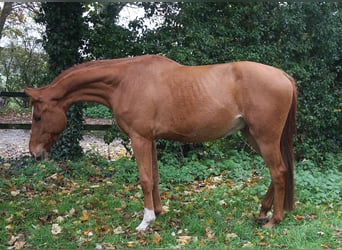 Westphalian, Gelding, 3 years, 16.1 hh, Chestnut-Red
