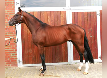 Westphalian, Gelding, 3 years, 16.1 hh