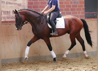 Westphalian, Gelding, 3 years, 16.1 hh