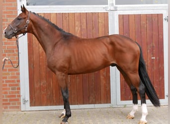 Westphalian, Gelding, 3 years, 16.1 hh