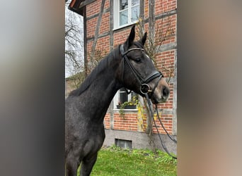 Westphalian, Gelding, 3 years, 16,1 hh, Gray