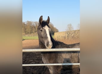 Westphalian, Gelding, 3 years, 16.1 hh, Gray