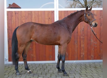 Westphalian, Gelding, 3 years, 16.1 hh