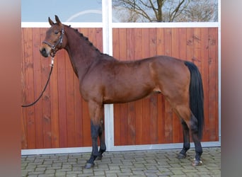 Westphalian, Gelding, 3 years, 16.1 hh