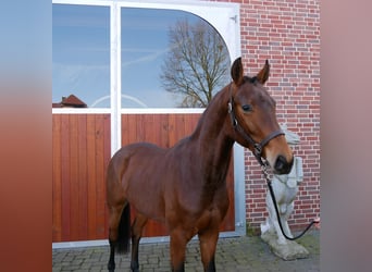 Westphalian, Gelding, 3 years, 16.1 hh