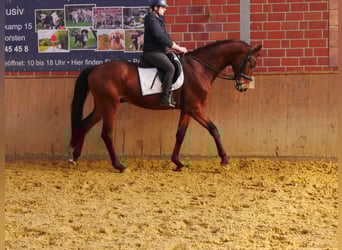 Westphalian, Gelding, 3 years, 16.1 hh