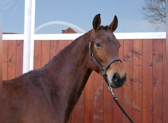 Westphalian, Gelding, 3 years, 16.1 hh