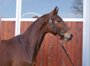 Westphalian, Gelding, 3 years, 16.1 hh