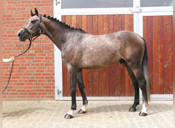 Westphalian, Gelding, 3 years, 16.1 hh