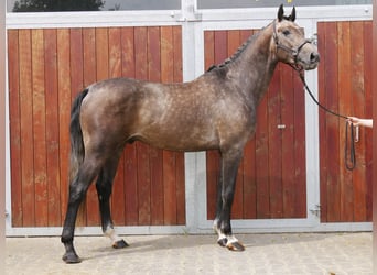 Westphalian, Gelding, 3 years, 16.1 hh