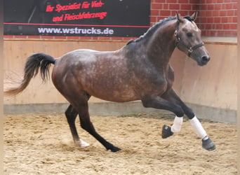 Westphalian, Gelding, 3 years, 16.1 hh