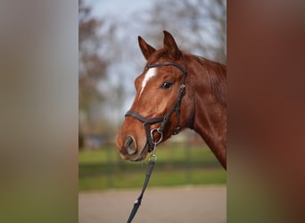 Westphalian, Gelding, 3 years, 16.1 hh, Roan-Red