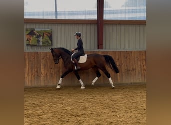 Westphalian, Gelding, 3 years, 16.2 hh, Bay-Dark