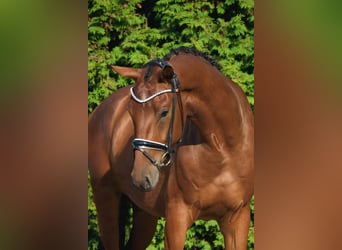 Westphalian, Gelding, 3 years, 16,2 hh, Brown