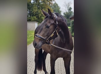 Westphalian, Gelding, 3 years, 16,2 hh, Brown