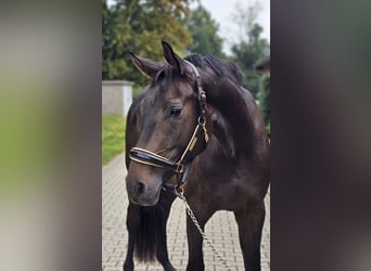 Westphalian, Gelding, 3 years, 16,2 hh, Brown