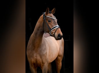 Westphalian, Gelding, 3 years, 16.2 hh, Brown
