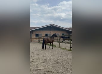 Westphalian, Gelding, 3 years, 16,2 hh, Brown