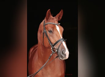 Westphalian, Gelding, 3 years, 16,2 hh, Chestnut-Red