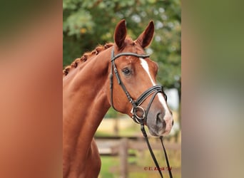 Westphalian, Gelding, 3 years, 16,2 hh, Chestnut-Red