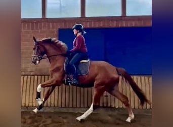 Westphalian, Gelding, 3 years, 16.2 hh, Chestnut-Red