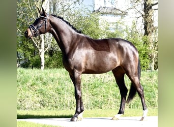 Westphalian, Gelding, 3 years, 16.2 hh, Smoky-Black
